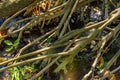 Dense vegetation in the tropical mangrove fores