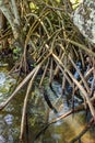 Dense vegetation in the tropical mangrove forest with its roots