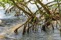 Dense vegetation in the tropical mangrove forest with its roots meeting the sea