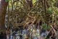 Dense vegetation in the tropical mangrove forest with its roots meeting the sea