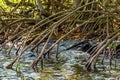 Dense vegetation in the tropical mangrove forest