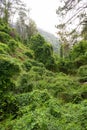 Dense vegetaton in a mountain forest in China Royalty Free Stock Photo