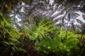 Dense vegetation ferns forest park