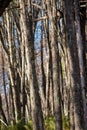 Slender Forest: Textures and Light Among the Bare Trunks. Royalty Free Stock Photo