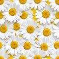 Dense Vibrant Daisy Pattern with White and Bright Yellow Royalty Free Stock Photo