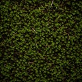 Dense and Vibrant Green Moss Ground Cover Pattern Creating a Lush Natural Texture Perfect for Royalty Free Stock Photo