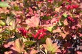 Dense Viburnum bushes with lot of hanging ripe red berries and green leaves in autumn sunny day closeup