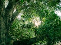 Dense view of forest tree Royalty Free Stock Photo