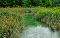 Reeds and Rushes Growing in Plitvice Lakes, Croatia Royalty Free Stock Photo