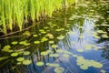 dense weeds in a pond where pike dwell