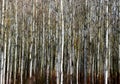 Dense white birch forest in abstract frontal view. Royalty Free Stock Photo