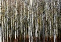 Dense white birch forest in abstract frontal view. dense vertical tree trunks. thick under growth Royalty Free Stock Photo