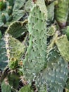 Ripening Prickly Pear Fruit in Wild Colony Royalty Free Stock Photo