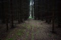 Dense wild spruce forest. Slender alleys of trees, green moss on the path under the branches