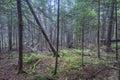 Dense wilderness forest in coastal Maine
