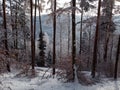 Dense Winter Forest Landscape in the Black Forest with Snow Covering the Ground and Thin, Bare Tree Trunks in the Foreground. Royalty Free Stock Photo