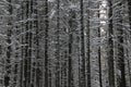 Dense winter forest.trees with bare branches