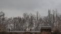 Dense winter tall trees over a brick fence on a cloudy day.