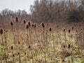 Dense winter teasels at Barlow Common, North Yorkshire, England Royalty Free Stock Photo