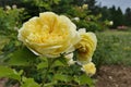 Dense yellow flowers of english climbing rose cultivar The Pilgrim established by rose breeder David Austin
