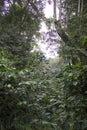 Densed Path in A Coffee Plantation Forest.