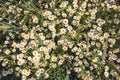 Densely arranged white-yellow flowers of odorless chamomile photographed from above. Photo suitable as wall decoration in the