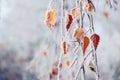 Densely covered with frost birch branch with dry withered leaves