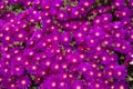 Densely flowering Hardy or Trailing Iceplant Delosperma cooperi aka Pink carpet