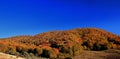 A densely forested mountain covered with colorful lush autumn foliage under a blue sky
