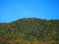 Autumn forest on mountain slope â vibrant foliage mix under clear blue sky in scenic natural landscape Royalty Free Stock Photo