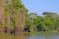 Densely forested shores of the Cuiaba river in the brazilian Pantanal, Porto Jofre, Mato Grosso Do Sul, Brazil