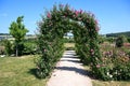 Rose arch with blooming pink climbing roses - Eden Rose - Rose vines, rose trellis, rose arch with lots of beautiful rose roses.