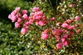 Densely growing bunches of very small open and closed dry shriveled light pink flowers mixed with flower buds and dark green
