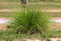 Densely growing bush like ornamental grass planted in local public park surrounded with dry soil and grass