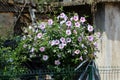 Densely growing Hibiscus syriacus shrub plant filled with blooming violet and dark red trumpet shaped flowers in house backyard