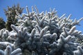 Densely growing branches of blue spruce covered with snow against blue sky