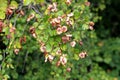 Densely growing Jerusalem thorn or Paliurus spina christi shrub plants with ripe fruits in shape of dry woody circular discs