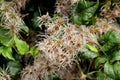 Densely growing Old mans beard or Clematis vitalba climbing shrub plants with long silky hairy appendages surrounded with leaves Royalty Free Stock Photo