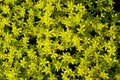 Densely growing small wild yellow flowers, stonecrops are caustic.