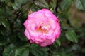 Densely layered fully open blooming pink and white bicolor rose surrounded with closed rose buds and dark green leaves in local