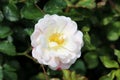 Densely layered rose with fully open blooming pure white with light pink petals and yellow center growing in local garden