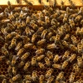 A densely packed cluster of bees is seen on a honeycomb. The honeycomb consists Royalty Free Stock Photo