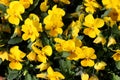 Densely planted bunch of yellow Wild pansy or Viola tricolor wild flowers with bright petals mixed with small leaves Royalty Free Stock Photo