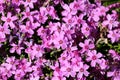 Densely planted Creeping phlox or Phlox stolonifera or Moss phlox herbaceous stoloniferous perennial plant growing as hedge in