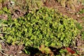 Densely planted Good luck plant or Oxalis tetraphylla plants growing in form of small bush filled with tiny green leaves Royalty Free Stock Photo