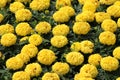 Densely planted Marigold or Tagetes plants with fully open blooming dark yellow layered flowers surrounded with pinnate green Royalty Free Stock Photo