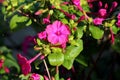 Densely planted Marvel of Peru or Mirabilis jalapa long lived perennial herb plant with tubular pink flowers covered with morning