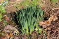 Densely planted Narcissus or Daffodil perennial herbaceous geophytes flowering plants growing in local home garden Royalty Free Stock Photo