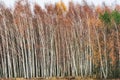 Densely planted white birch trunks create a kind of fence into the forest. A contrast scene: white, black and various colors.. Royalty Free Stock Photo