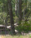 Sunlit Wooded area in the Wetlands with Branches and Tree Fallen Royalty Free Stock Photo